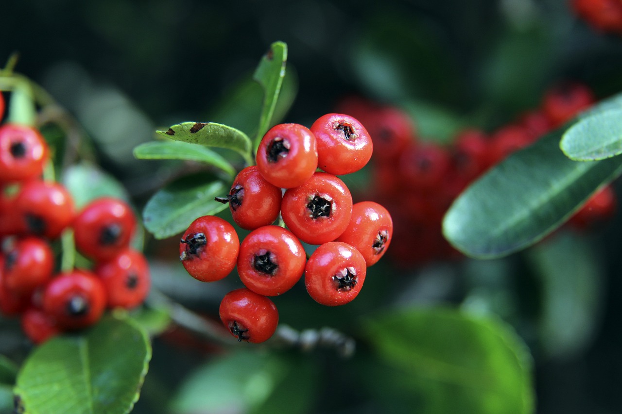 咒的完美印 咒的完美印